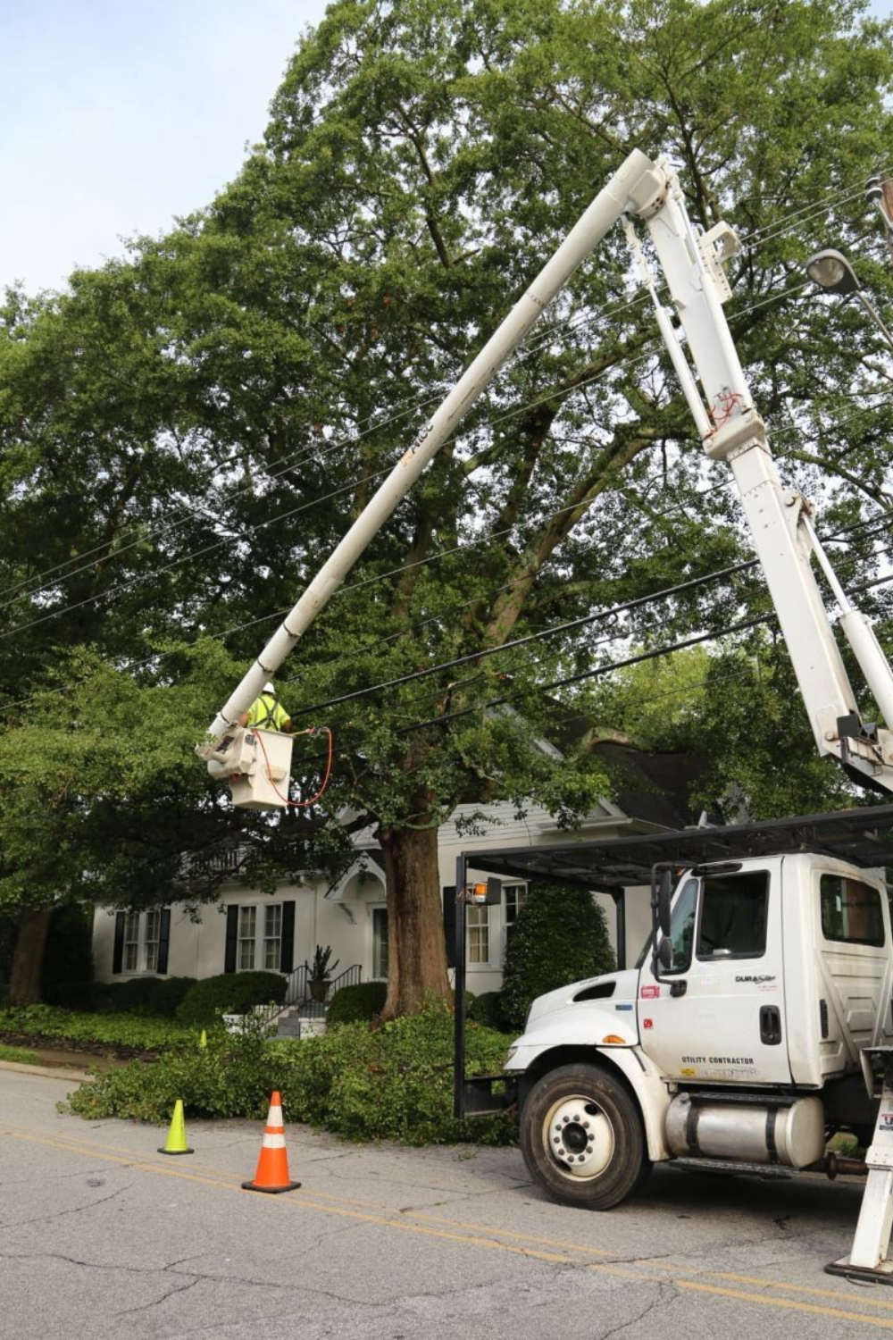 A crew trimming a tree near a power line
